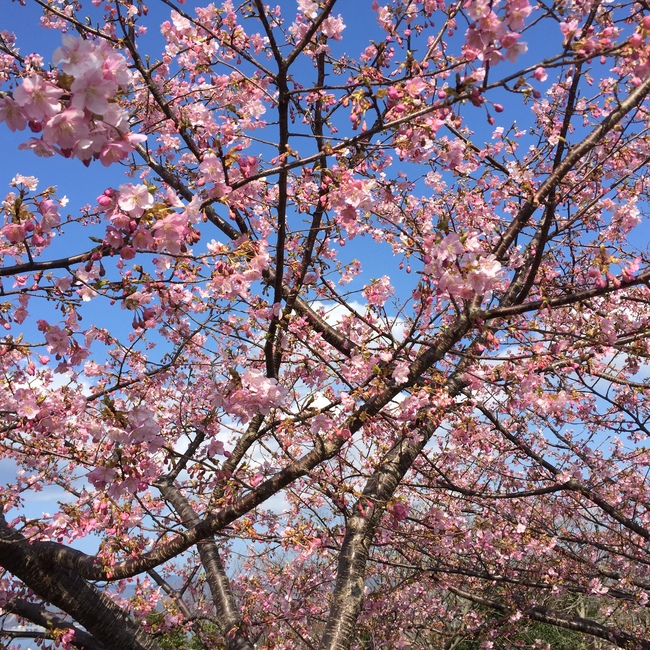 桜