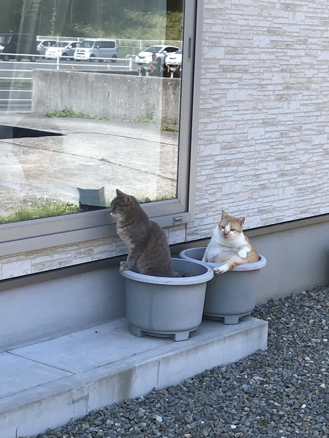 はちにはいっているねこ