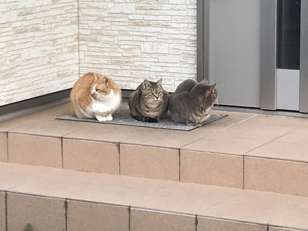 ねこ３びき