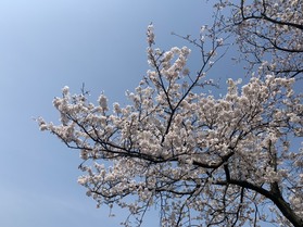 桜